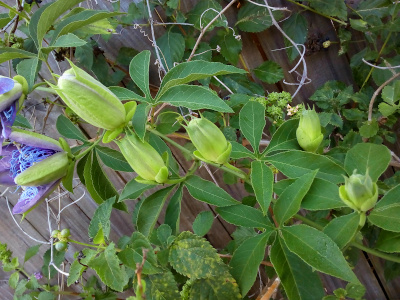 [Five tightly closed green buds span horizontally across the image amid the long thin green leaves. At the very left of the image is side view of a partially open bloom with bits of purple and blue strings visible.]